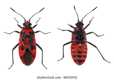 Insects Top View Photos and Images & Pictures | Shutterstock