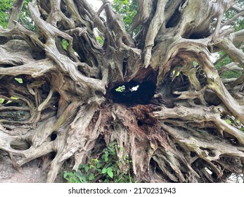 The bottom of a tree after it has fallen showing lots of jagged gnarly roots and holes that look like creepy eyes staring in the dark