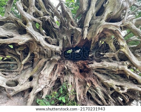 The bottom of a tree after it has fallen showing lots of jagged gnarly roots and holes that look like creepy eyes staring in the dark