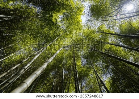 Bottom view of bamboo tree forest