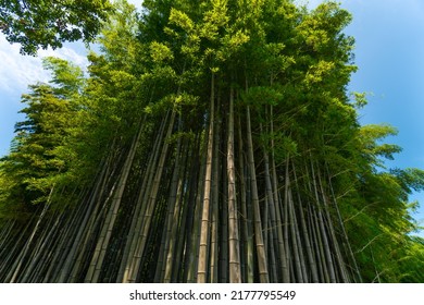 Bottom View Of The Beautiful Green Bamboo Trees Against The Blue Sky On A Sunny Day