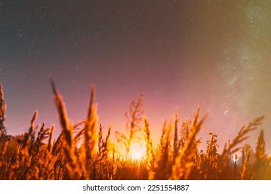 Bottom view of beautiful night starry sky from green grass in summer. Night stars above meadow in august month. Illumination lights of town on horizon. Flare, flashlight, light, light effect. - Powered by Shutterstock