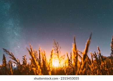 Bottom view of beautiful night starry sky from grass in summer. Night stars above meadow in august month. Illumination lights of town on horizon. Flare, flashlight, light, light effect. - Powered by Shutterstock