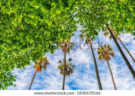 Image, Stock Photo Palm trees, Italy, summer,