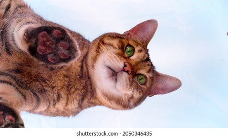 Bottom up view of a cat standing on transparent glass looking down at camera. Creative idea, unusual view. Shot from the bottom up through transparent glass - Shutterstock ID 2050346435