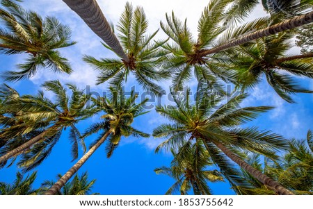 Bottom view of coconut trees in tropical beaches Thailand.