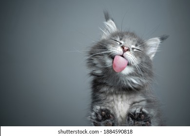 bottom view of a cute blue tabby maine coon kitten licking glass table on gray background with copy space - Shutterstock ID 1884590818