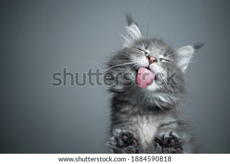 bottom view of a cute blue tabby maine coon kitten licking glass table on gray background with copy space