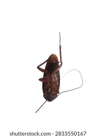 Bottom view of a dead cockroach lying upside down isolated on a clean white background, showing its underbelly, curved legs, and long antenna.