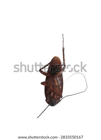 Bottom view of a dead cockroach lying upside down isolated on a clean white background, showing its underbelly, curved legs, and long antenna.