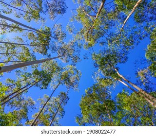 
Bottom View Of Eucalyptus Tree Tops And Blue Sky Background 