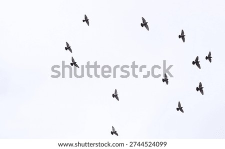 Bottom view of flock of pigeons fast flying in the white background.