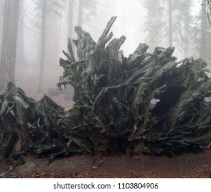 Bottom View Of Gigantic Redwood Tree Root In California.                          