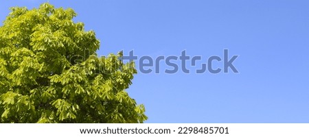 Bottom up view of green leafy tree branches and blue sky