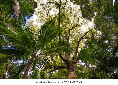 Bottom view of the high green crowns of trees, palm trees against the blue sky and clouds
