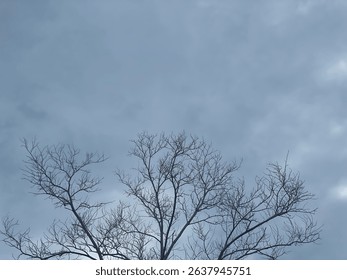 Bottom up view of leafless dry tree branches and cloudy sky. Panorami̇c stretch cei̇li̇ng sky i̇mage.