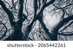 A bottom view of leafless trees in the park a cold gloomy snowy day