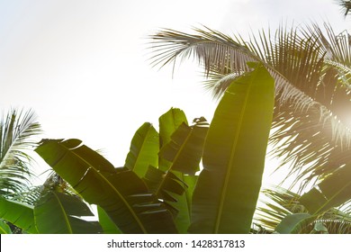 22 Sunshine tamplate Images, Stock Photos & Vectors | Shutterstock