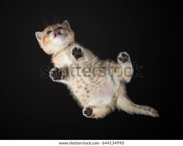 Bottom View Monthly Kitten British Shorthair Stock Photo Edit Now