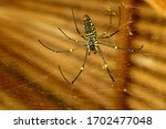 Bottom view of Nephila pilipes or golden orb-web spider. Giant Banana Spider is waiting for prey on his net. Macro closeup of Spider in the wild Asia Bali. Large colorful spider from Southeast Asia.
