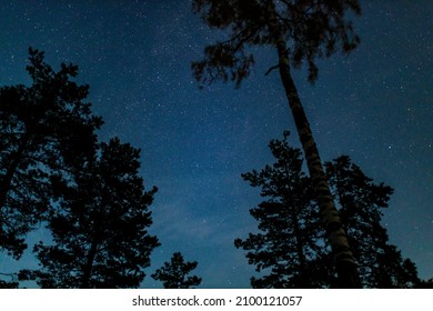 Bottom View Of Night Sky With Stars And Treetops