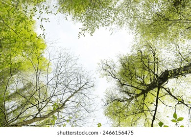 Bottom view on the crown of trees. Looking Up In Beautiful Pine Deciduous Forest Trees Woods Canopy.  - Powered by Shutterstock