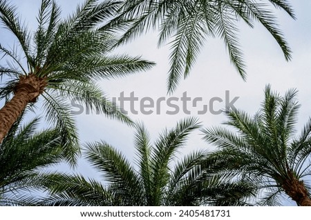 bottom view of palm branches and blue sky tropical background
