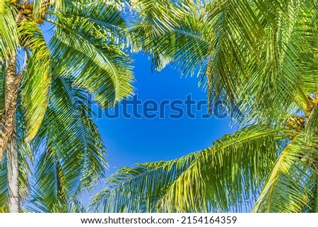 Bottom view of palm trees tropical forest at blue sky background. Coconut palm tree with blue sky, beautiful tropical background. Exotic travel nature, tropical paradise concept nature foliage pattern