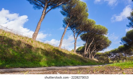 Bottom view of a path in the forest