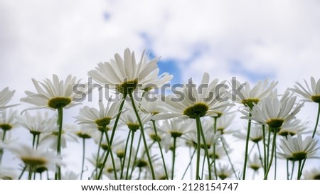 Bottom view. Petals, sky, clouds. Leucanthema vulgaris, commonly known as bull's-eye daisy, bull's-eye daisy, dog daisy, daisy