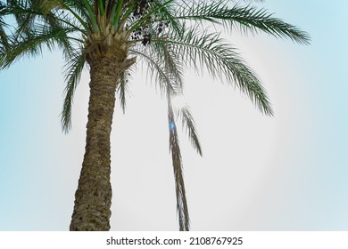 Bottom View Phoenix Date Palm, Clear Summer Sky, Sun Shines Through Evergreen Foliage. Africa Exotic Palm Tree Plantation. Travel Destination Spa Resort Landscape.