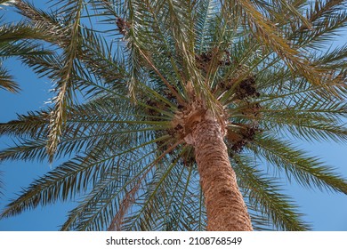 Bottom View Phoenix Date Palm, Clear Summer Sky, Sun Shines Through Evergreen Foliage. Africa Exotic Palm Tree Plantation. Travel Destination Spa Resort Landscape.
