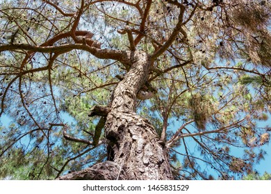bottom view of pine tree