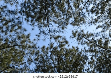 Bottom view of pine tree branches against a bright blue sky background. Becici pine forest in Yogyakarta, Indonesia. - Powered by Shutterstock