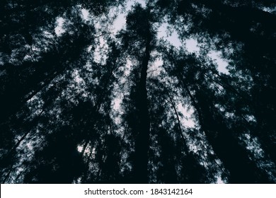 Bottom View of Pine Tree in Dark Tone.