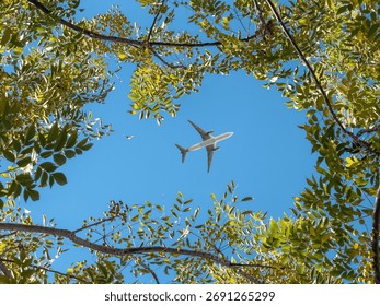 Bottom view of the pine trees against the clear sky