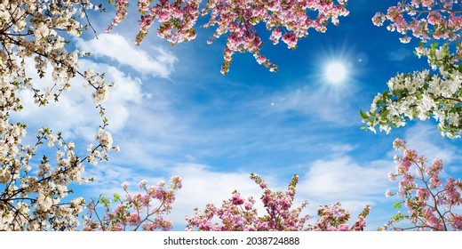 Bottom view of pink white cherry blossoms and sunny sky. photo for stretch ceiling decoration