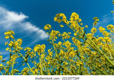 Bottom view of rapeseed flowers on a field with the blue sky with delicate cirrus clouds in the background