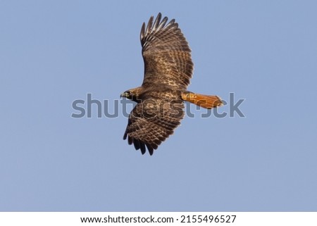 Bottom view of a red-tailed hawk flying, seen in the wild in  South Oregon