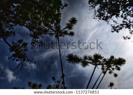 Bottom view of silhouette of the tiny flowers with sky clouds background. Natural spring, summer, autumn concept. Selective focus. Beautiful nature texture and sky background.