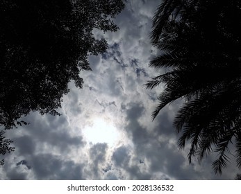 bottom view silhouette of trees with cloudy sky