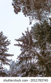 bottom view of snow-covered trees in the forest, vertical photo