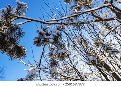 bottom view of snowy pine tree branches in forest on winter afternoon