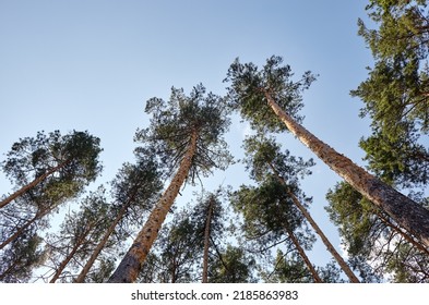 Bottom view of tall old trees in evergreen forest. Blue sky in the background. Low angle view of trees in the forest, natural background - Powered by Shutterstock