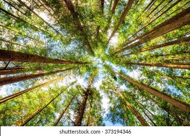 Bottom view of tall old trees in evergreen primeval forest of Jiuzhaigou nature reserve (Jiuzhai Valley National Park), Sichuan province, China. Blue sky in background.