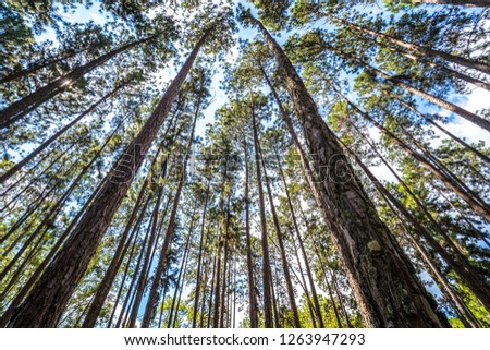 Bottom view of tall pine trees in evergreen forest. Beautiful Pine Forest from below view. Pine trees are high into the sky, Nature background, selective focus