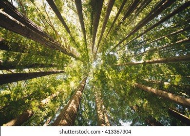 Bottom view of tall trees in New Zealand