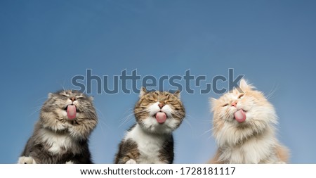 bottom view of three cats licking invisible window glass in front of clear blue sky in the background with copy space