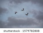 Bottom view of three cranes flying with open wings against clouds