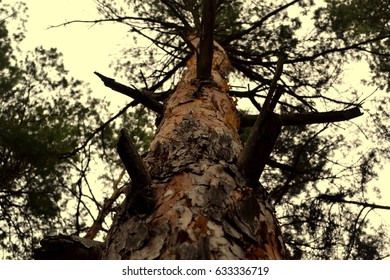 Bottom view to the top of a large tree in a pine forest.